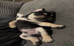 French Bulldog dogs for sale: French bulldog pup - Image 2
