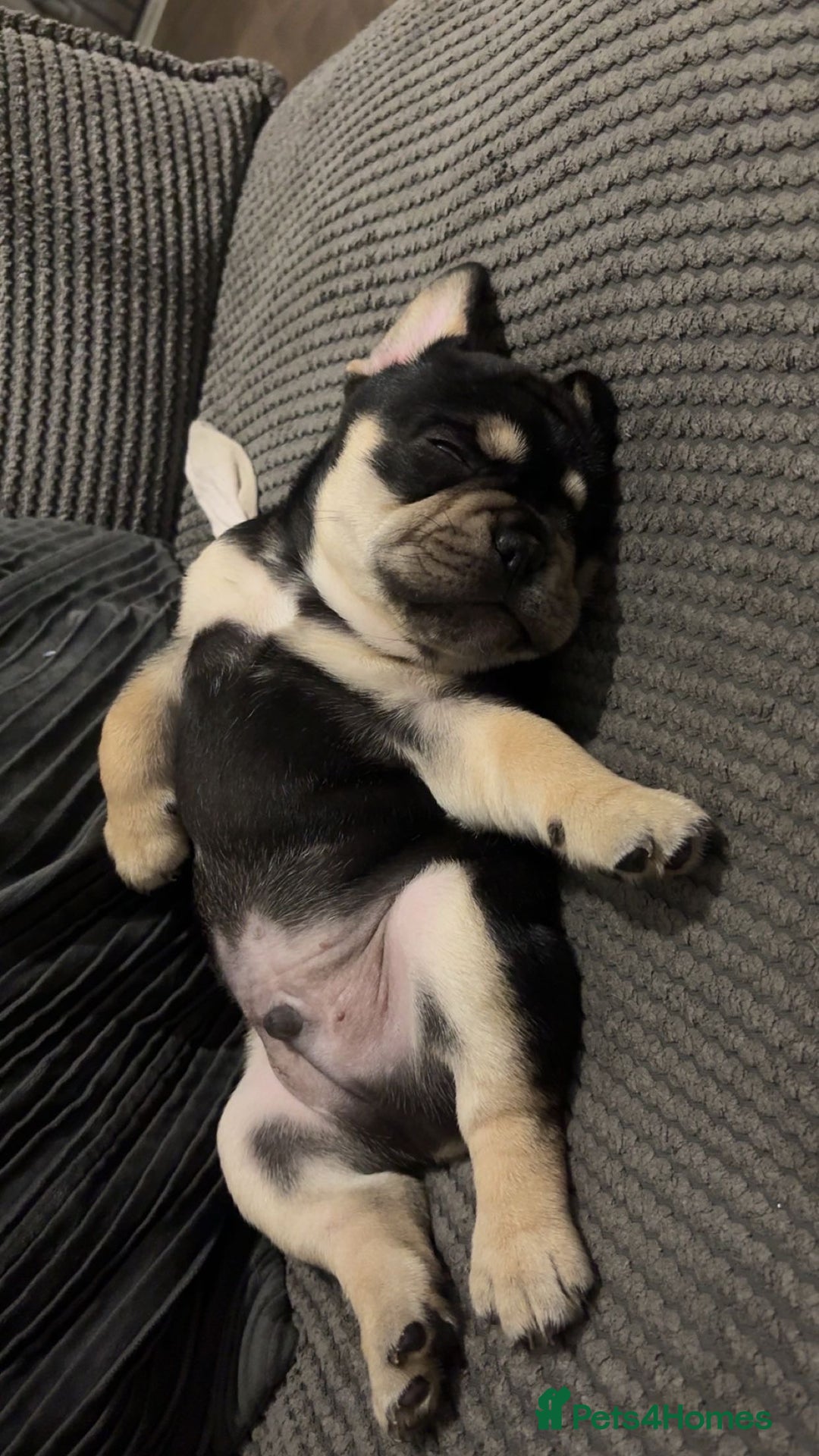 French Bulldog dogs for sale: French bulldog pup - Image 2