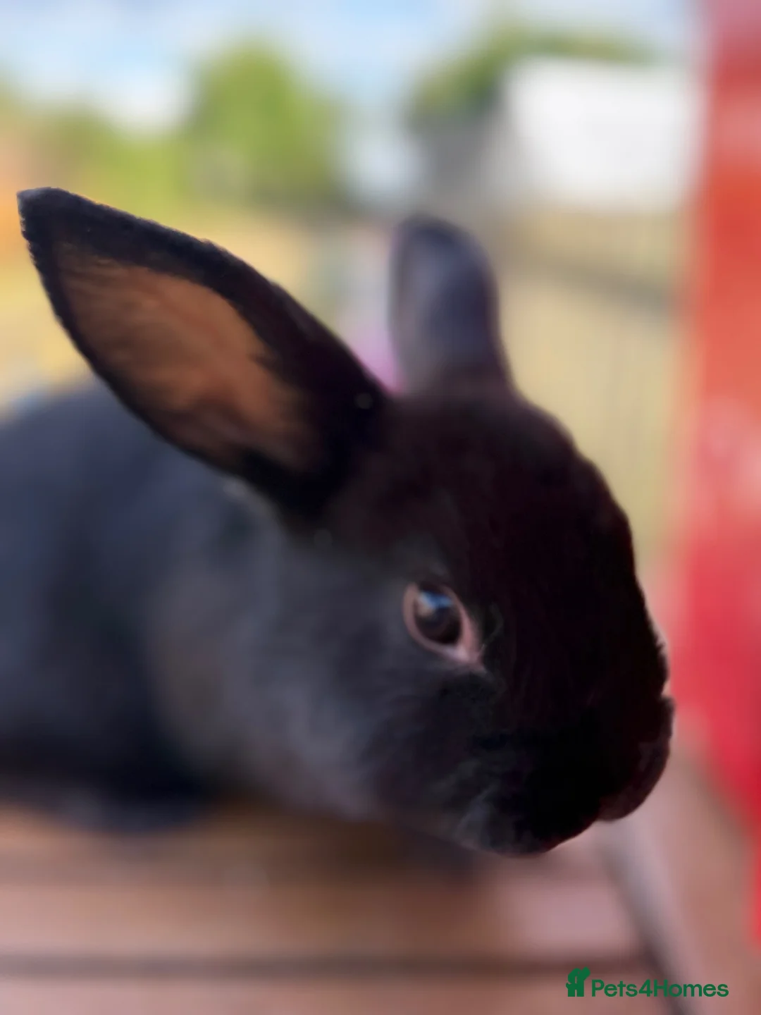 Mini Lion Lop rabbits for sale: 4 baby mini lion lop rabbits - Advert 10