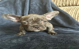 French Bulldog dogs for sale: *REDUCED*find forever homes Frenchbulldog puppies  - Image 2