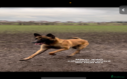 Belgian Shepherd Dog dogs for sale: Working line malinois - Image 5