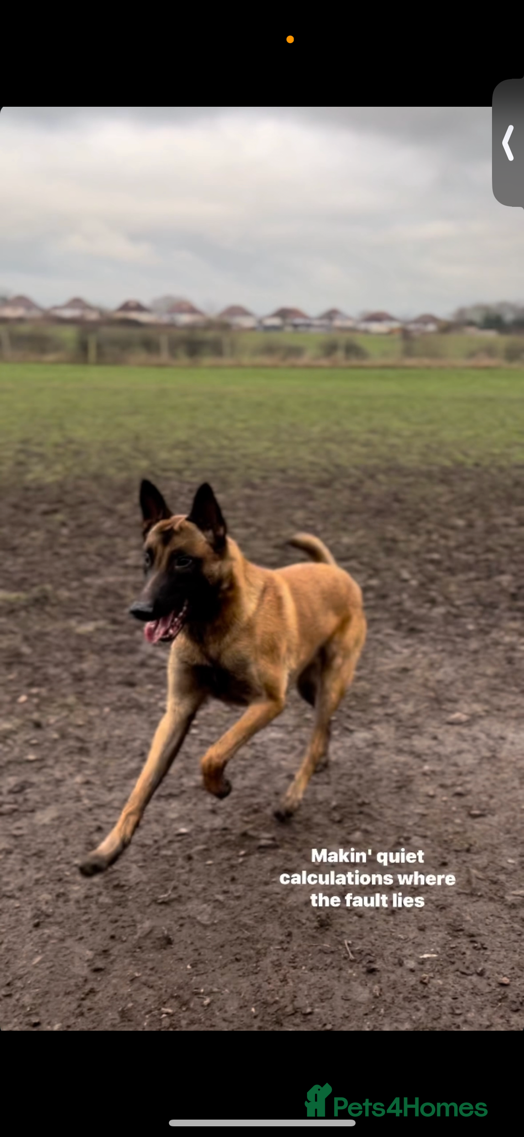 Belgian Shepherd Dog dogs for sale: Working line malinois - Image 5