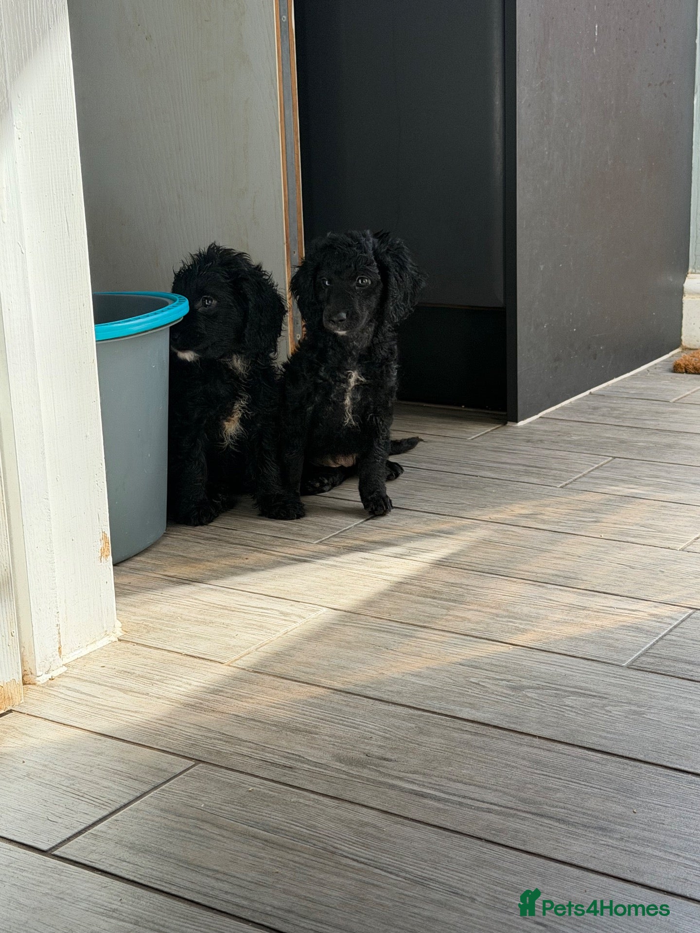 Cockapoo dogs 3 cockapoos left READY FOR TODAY  - Advert 19