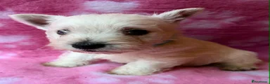 West Highland Terrier 3