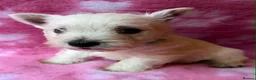 West Highland Terrier dogs for sale: 6 KC Registered West Highland Terrier Puppies  - Advert 2