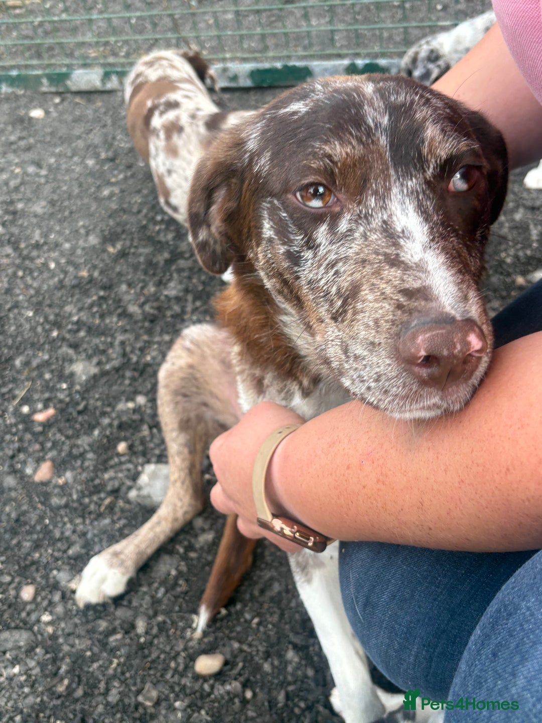 Mixed Breed dogs for sale: Collie x lab  - Image 6