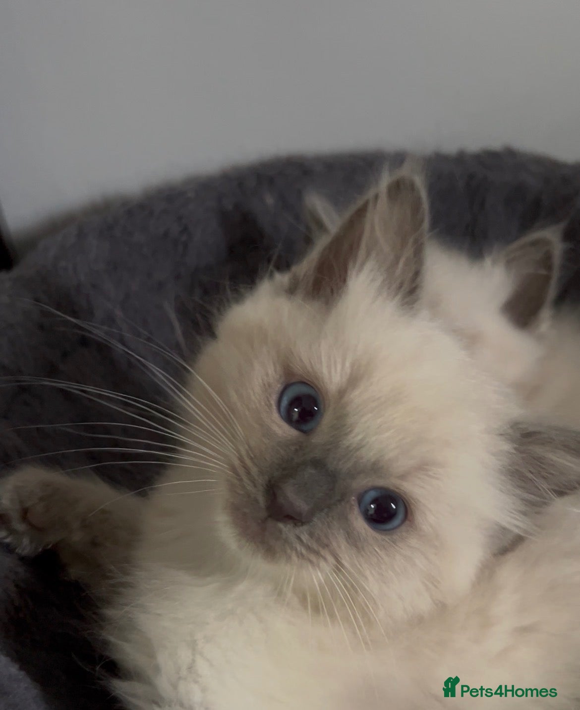 Ragdoll cats Ragdoll kittens boy and girl  - Advert 20