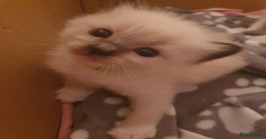Ragdoll cats - Advert 7