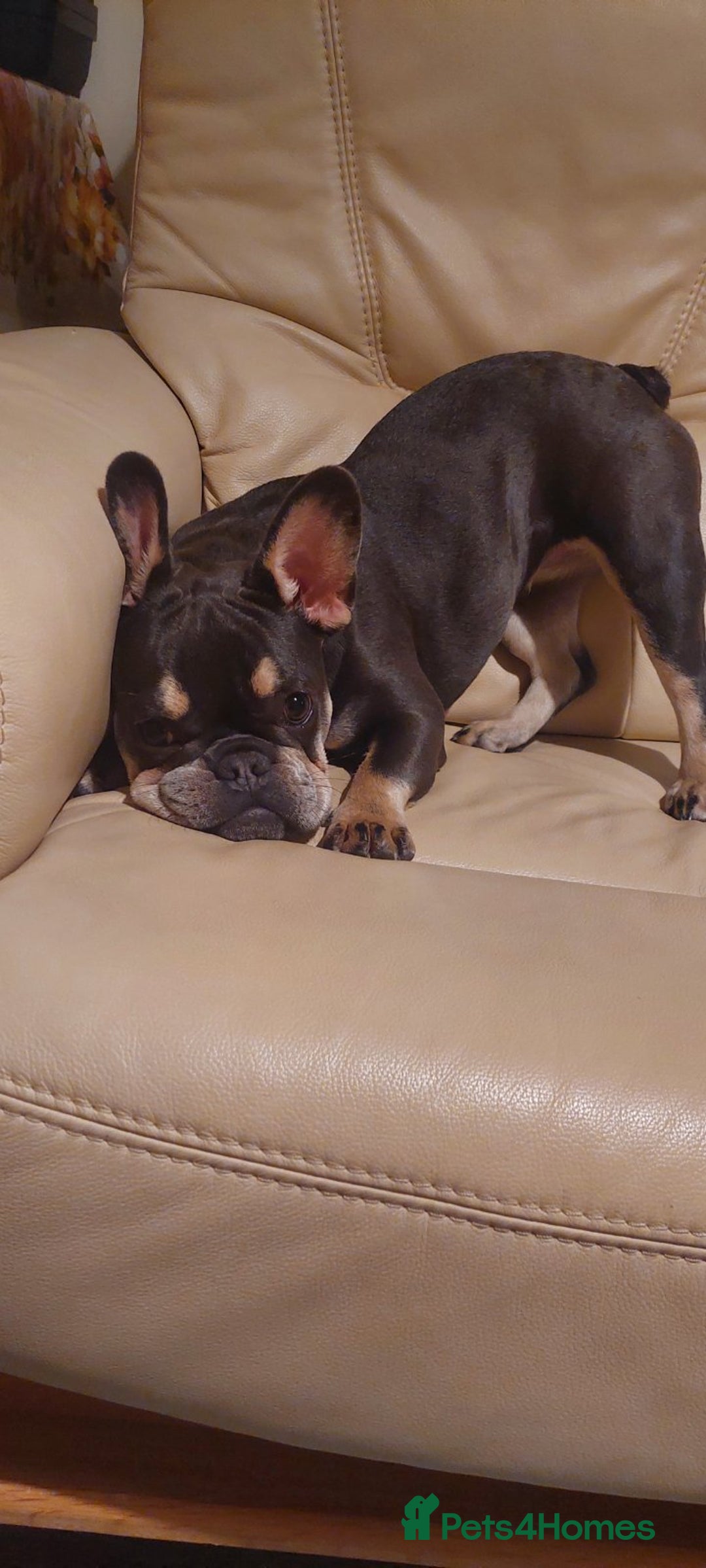 French Bulldog dogs for sale: Beautiful Blue French Bulldog Girl - 7 months old - Advert 2