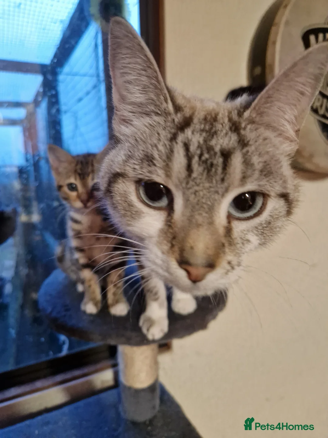 Bengal cats for sale: 3 quarter bengal babies  - Advert 3