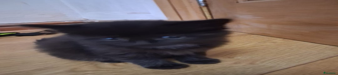 Mixed Breed Kitten 3
