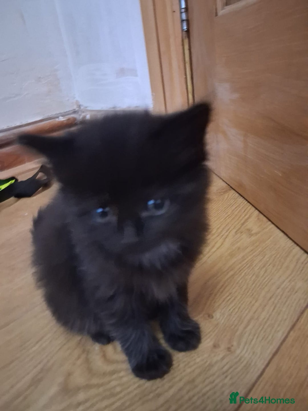 Mixed Breed cats for sale: Black/white Kittens x 2 - Image 4