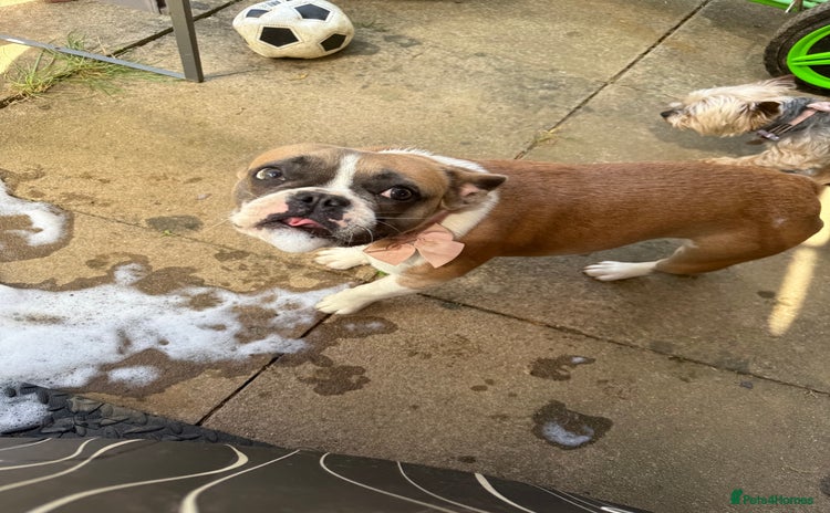 French Bulldog dogs - Advert 12