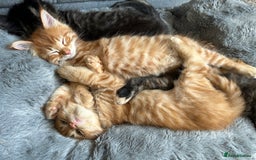Maine Coon cats for sale: GCCF Maine Coon Kittens-Champion and Russian lines in Swindon - Image 30