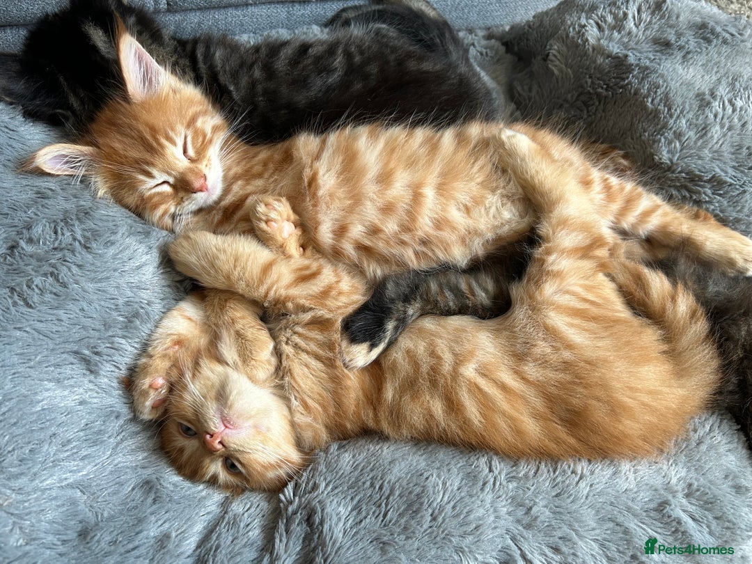 Maine Coon cats for sale: GCCF Maine Coon Kittens-Champion and Russian lines in Swindon - Image 30