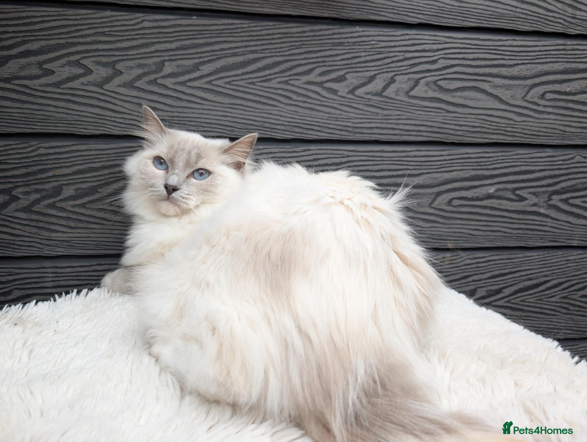 Ragdoll cats Females ragdoll - Advert 2