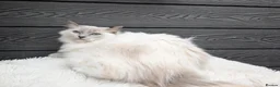 Ragdoll cats for sale: Females ragdoll - Advert 2