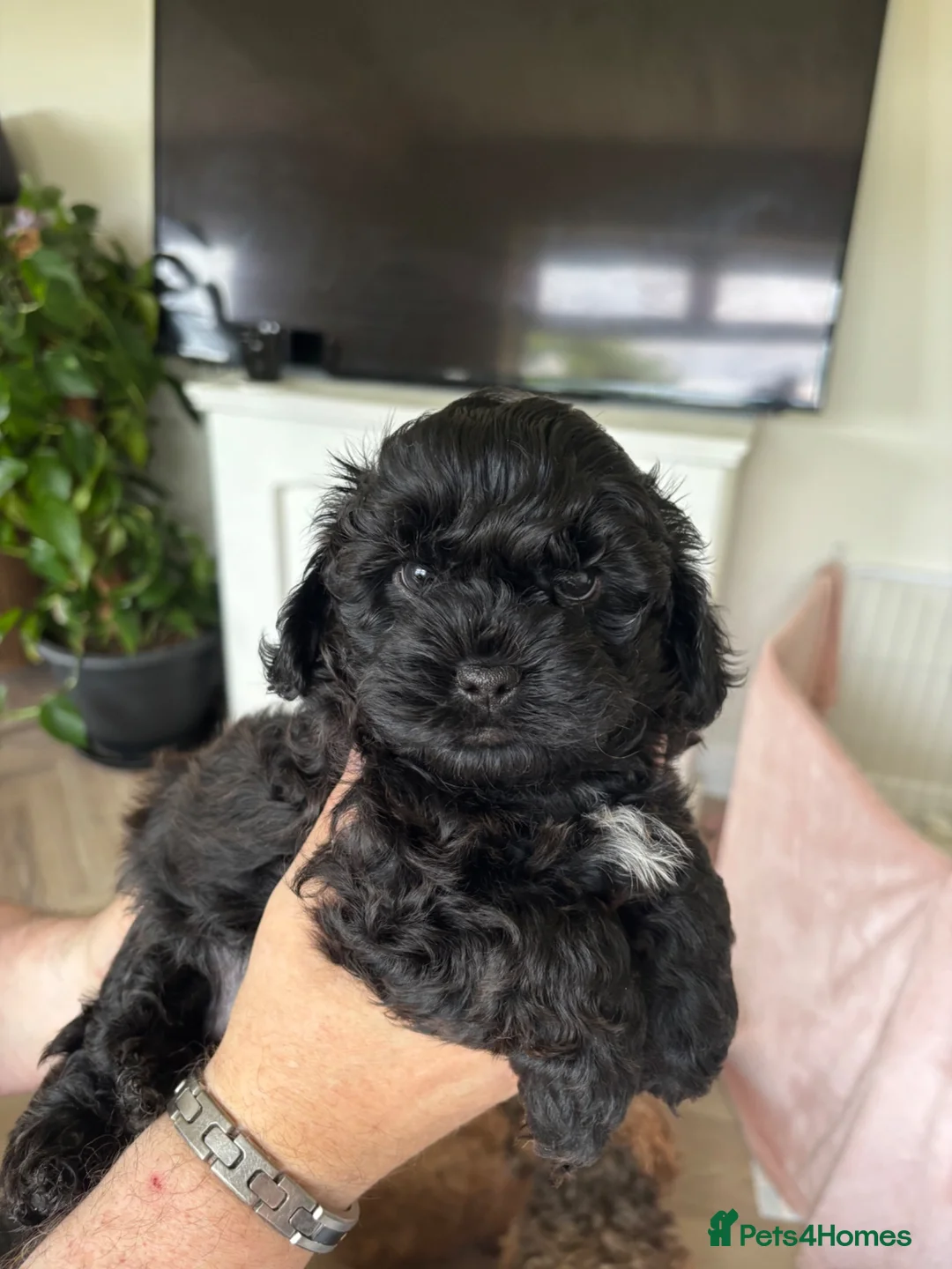 Poochon dogs for sale: 2 stunning Toy Poochon boys available  - Advert 2