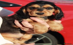 Cocker Spaniel dogs for sale: Full Cocker Spaniels Puppies  - Image 29
