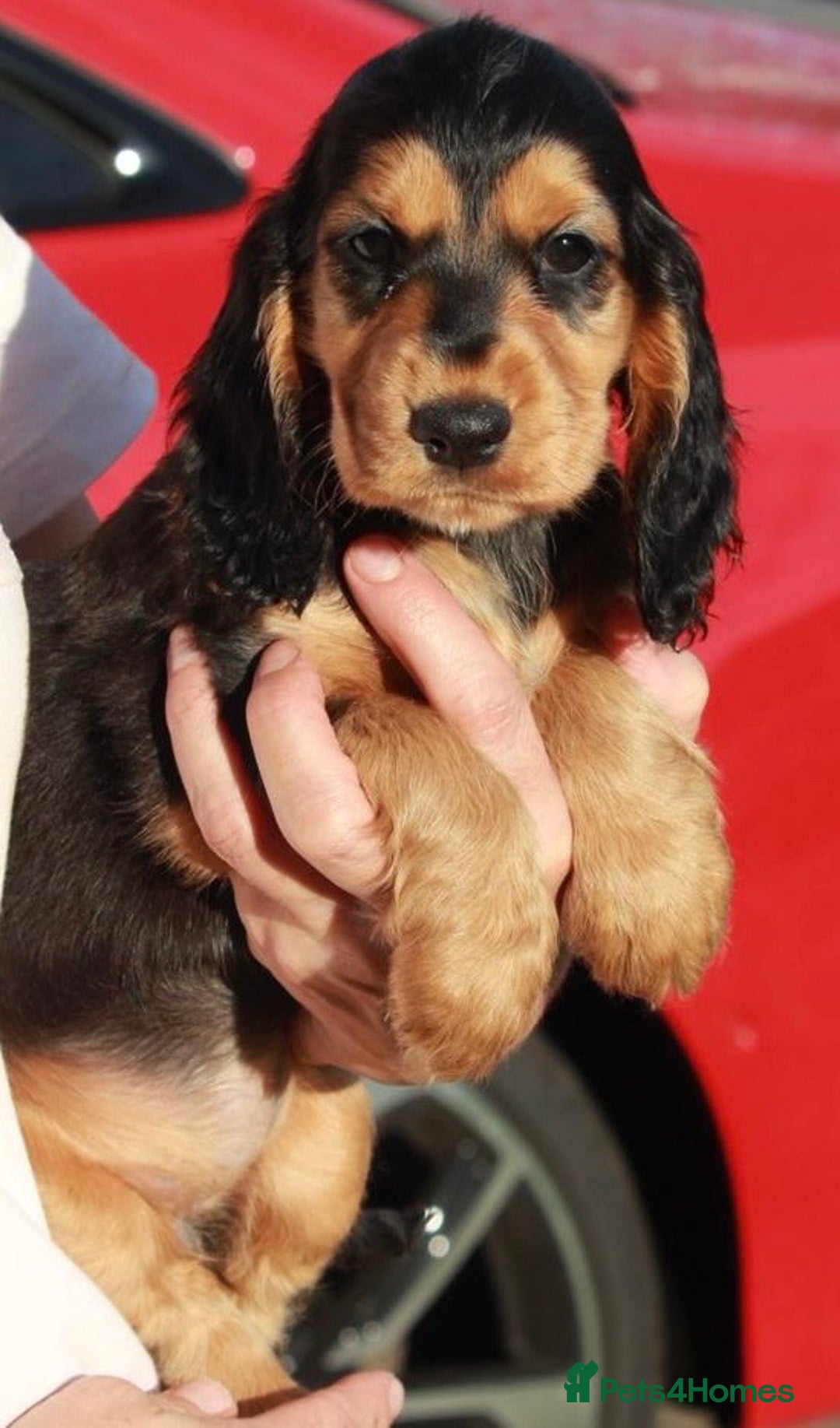 Cocker Spaniel dogs for sale: Full Cocker Spaniels Puppies  - Image 29