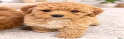 Maltipoo dogs for sale: 💫⭐️💥Beautiful Asian Maltipoo puppies💫⭐️💥 - Advert 9