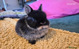 Netherland Dwarf rabbits for sale: Netherland dwarf  - Image 2