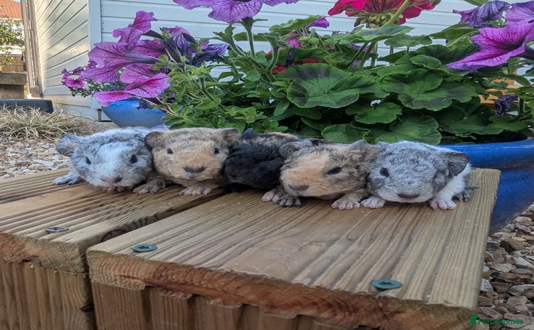 Guinea Pig rodents - Advert 8