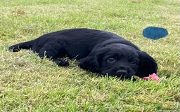 Cocker Spaniel dogs for sale: Cocker Spaniel Puppies - Image 11