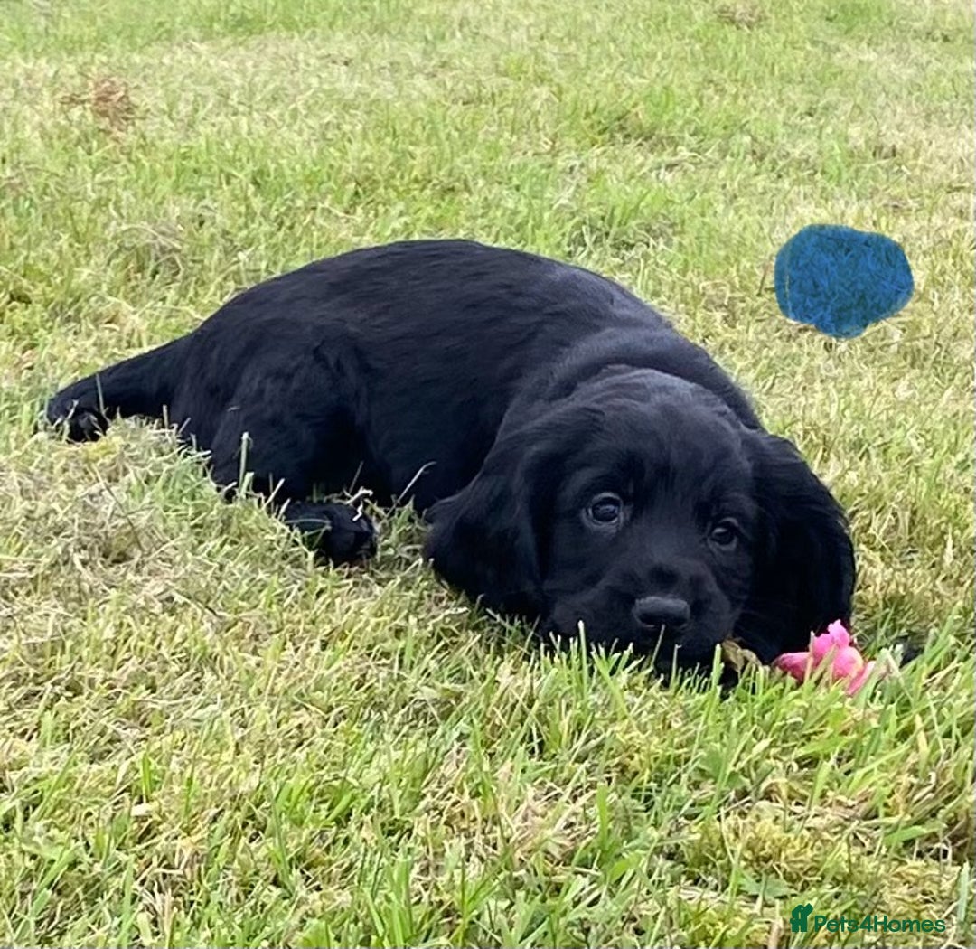 Cocker Spaniel dogs for sale: Cocker Spaniel Puppies - Image 11