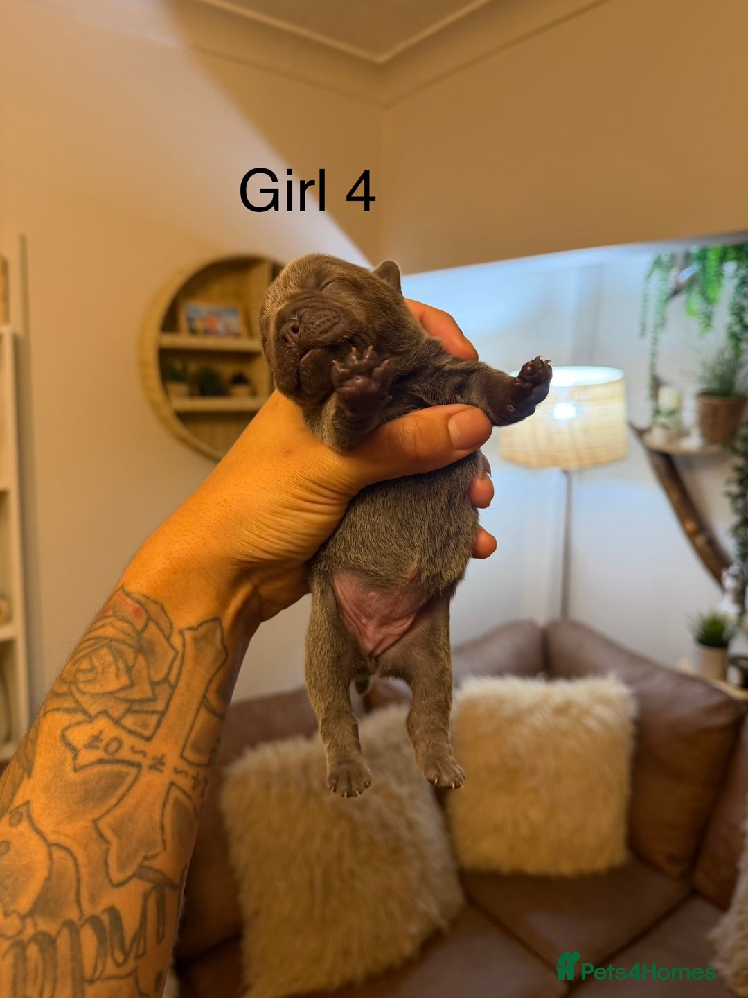 Chow Chow dogs for sale: French chows  - Advert 17