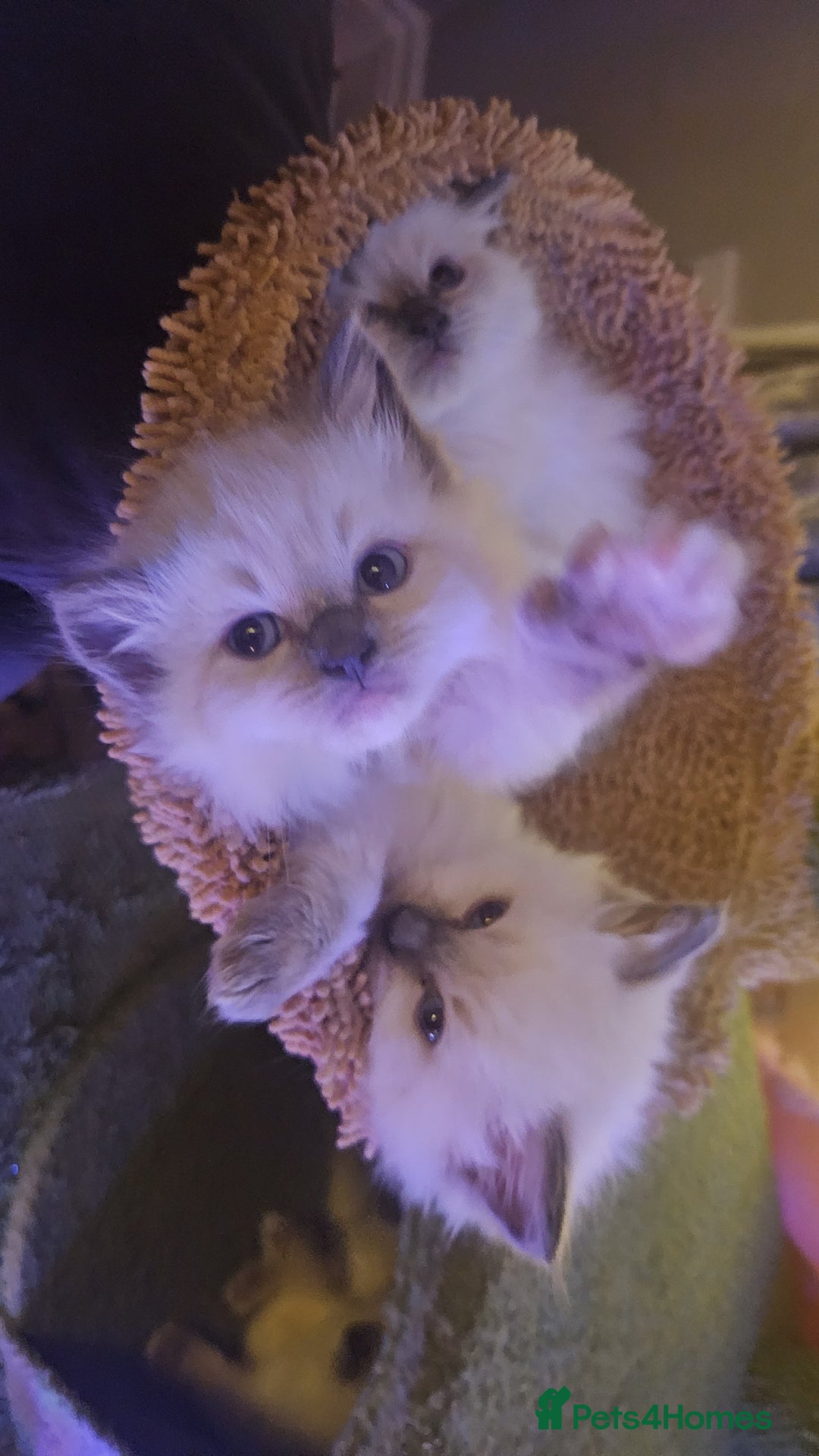 Ragdoll cats for sale: Ragdoll kittens for sale 💞 - Advert 5