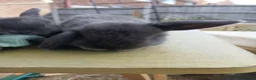 Lionhead rabbits for sale: Beautiful DM Lionheads  - Advert 6