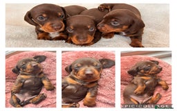 Miniature Dachshund dogs for sale: ⭐️🐾✨PLEASE READ-MINIATURE DACHSHUND PUPPIES✨🐾⭐️ - Image 4