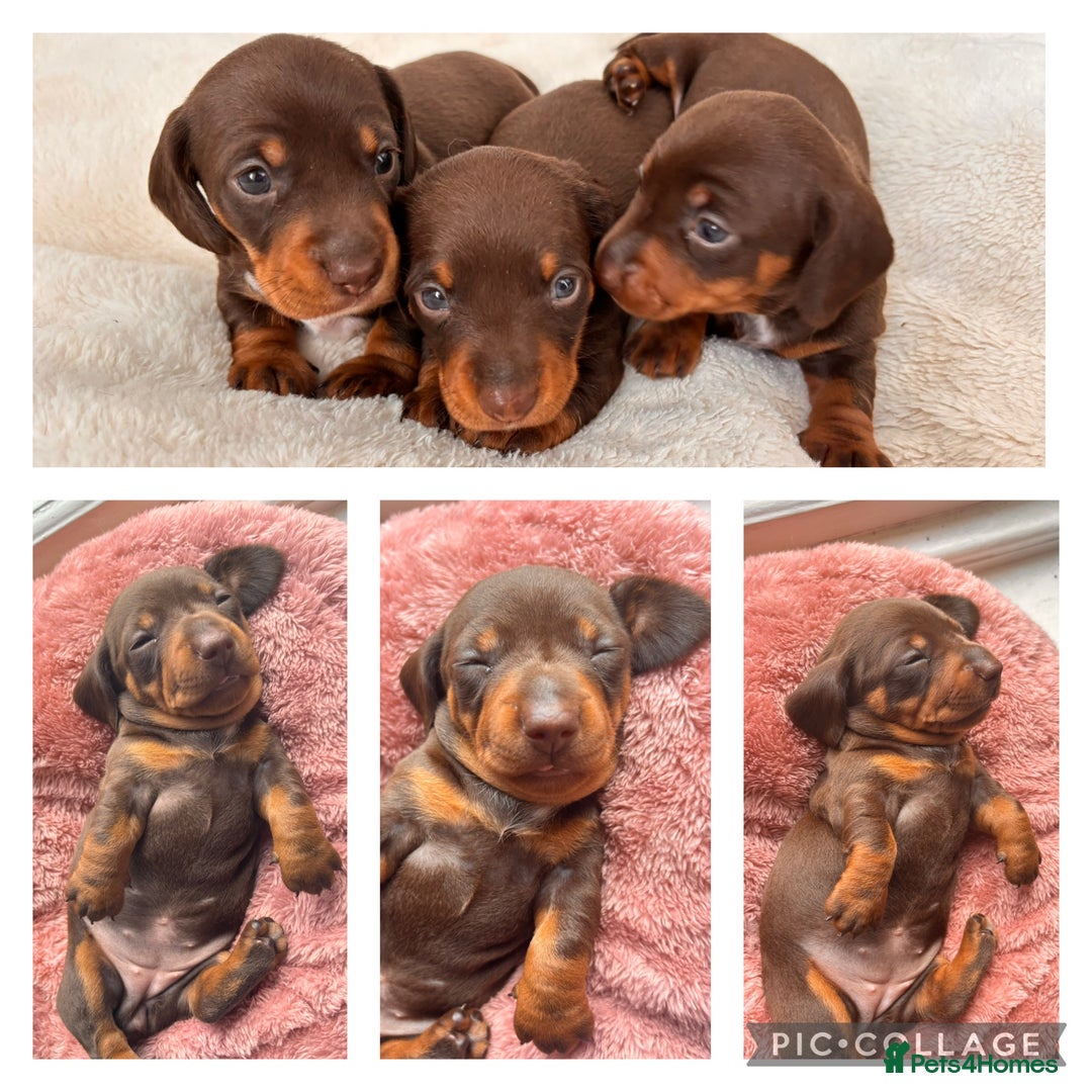 Miniature Dachshund dogs for sale: ⭐️🐾✨PLEASE READ-MINIATURE DACHSHUND PUPPIES✨🐾⭐️ - Image 4