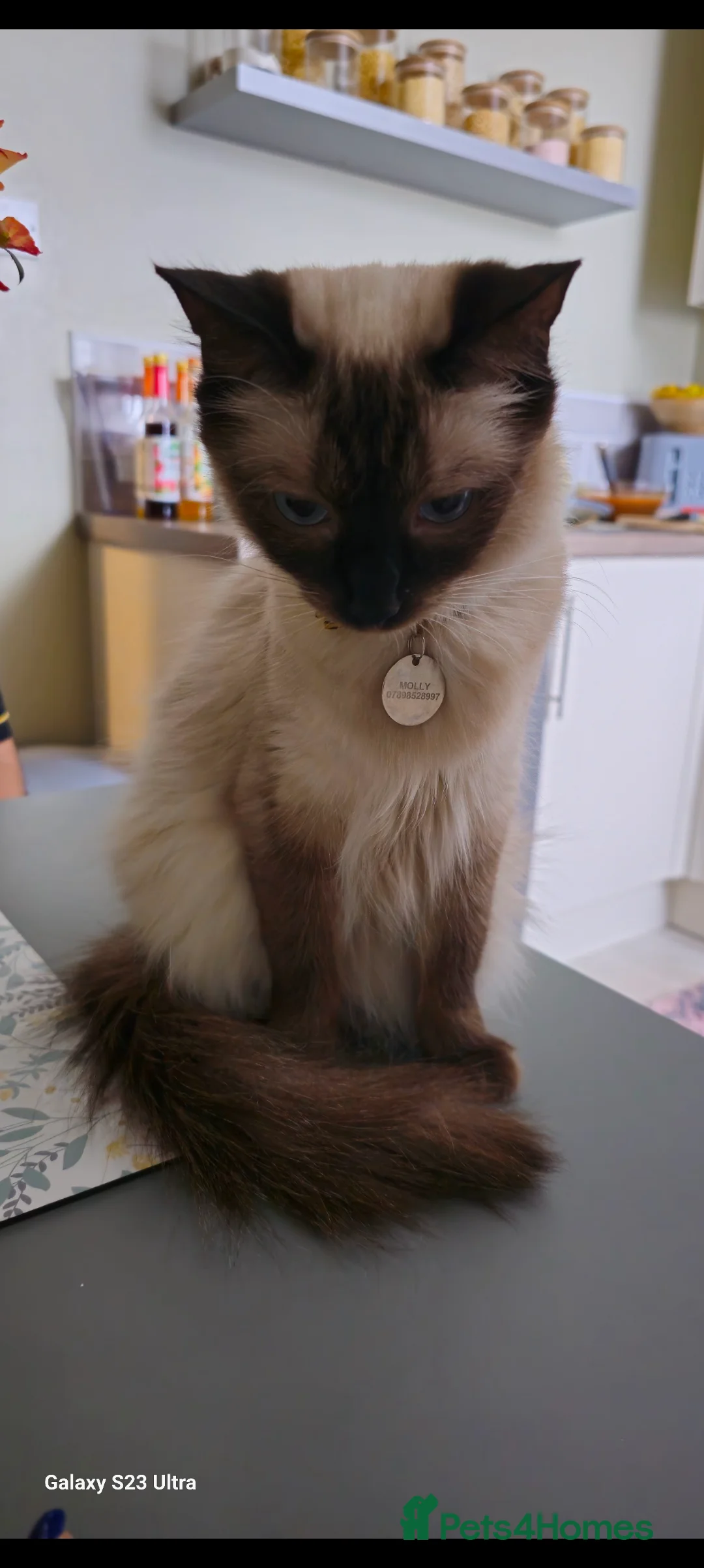 Ragdoll cats for sale: Beautiful 12 months old fur baby  - Advert 2