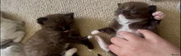 Ragdoll cats for sale: CINNAMON RAGDOLLS - GIRL AND BOY 🐻🤎🧸 - Advert 10