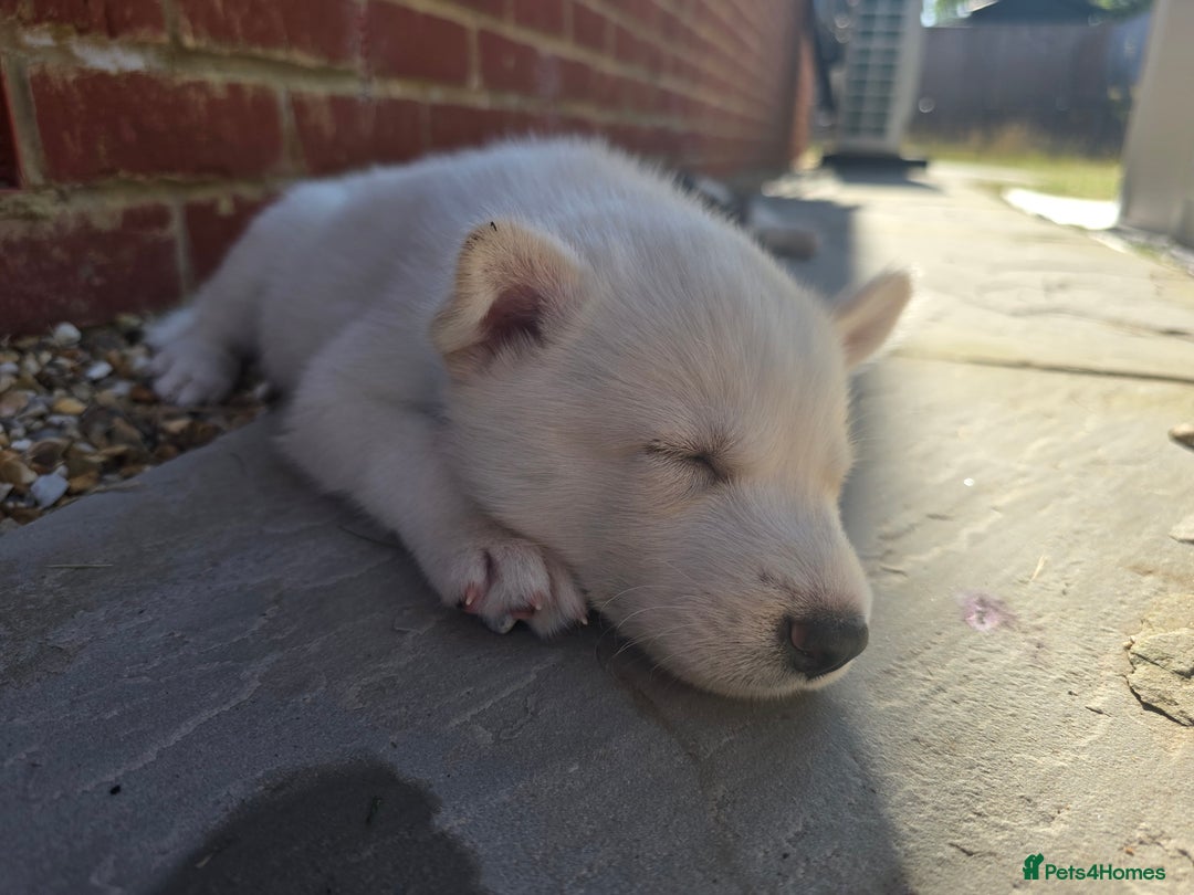 Siberian Husky dogs for sale: Stunning Pure siberian husky pups - Image 15