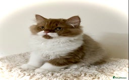 British Longhair cats for sale: Champion line kittens - Image 8