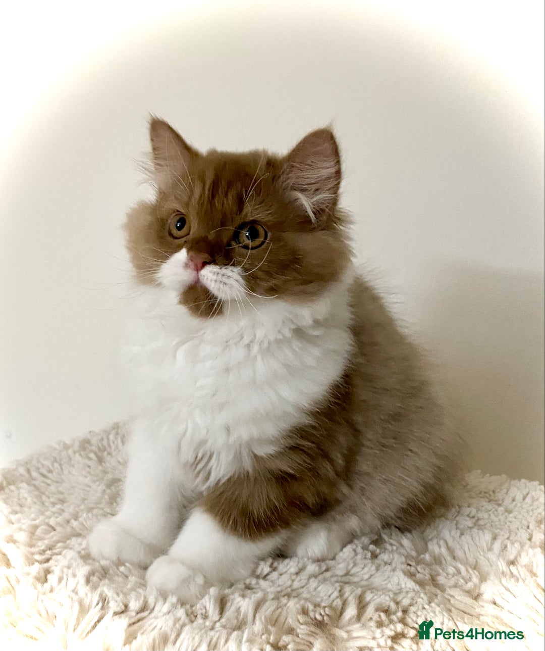British Longhair cats for sale: Champion line kittens - Image 8