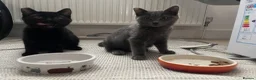 Mixed Breed cats for sale: Kitten 1 & Kitten 2 in Wallingford - Advert 7