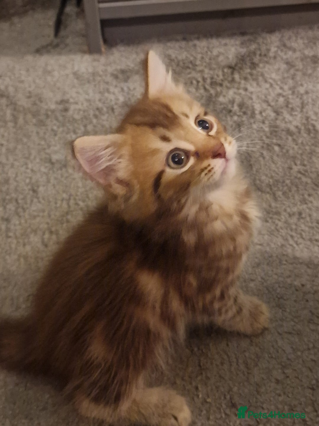 Maine Coon cats for sale: Maine Coon kittens - Image 2