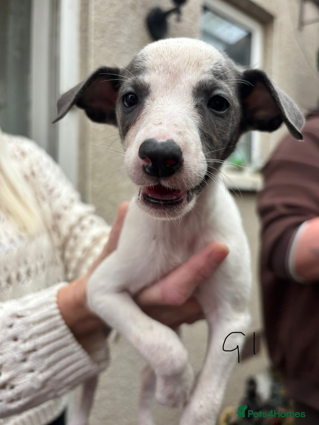 Whippet dogs for sale: Whippet pups x14 - Advert 2