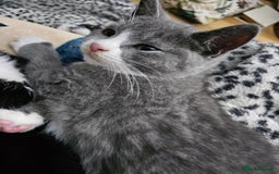 Mixed Breed cats for sale: Beautiful British Shorthair Cross  - Image 28