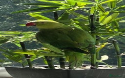 Ringnecks birds for sale: Indian Ringneck - Image 3