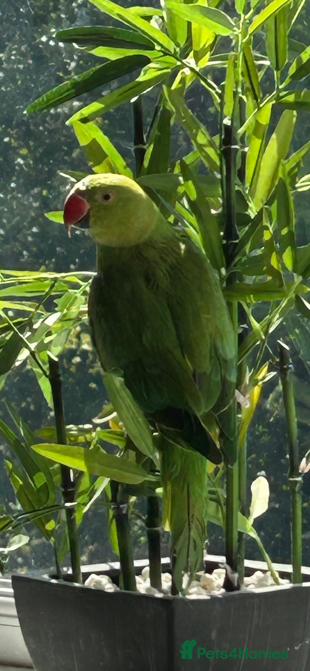 Ringnecks birds for sale: Indian Ringneck - Image 3