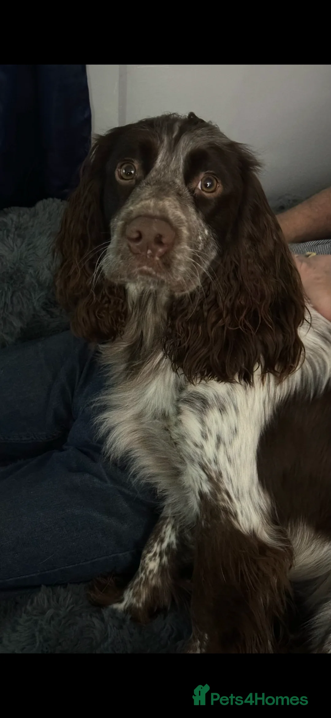 Sprocker dogs for stud: Sprocker for stud  in Blackwood - Advert 5