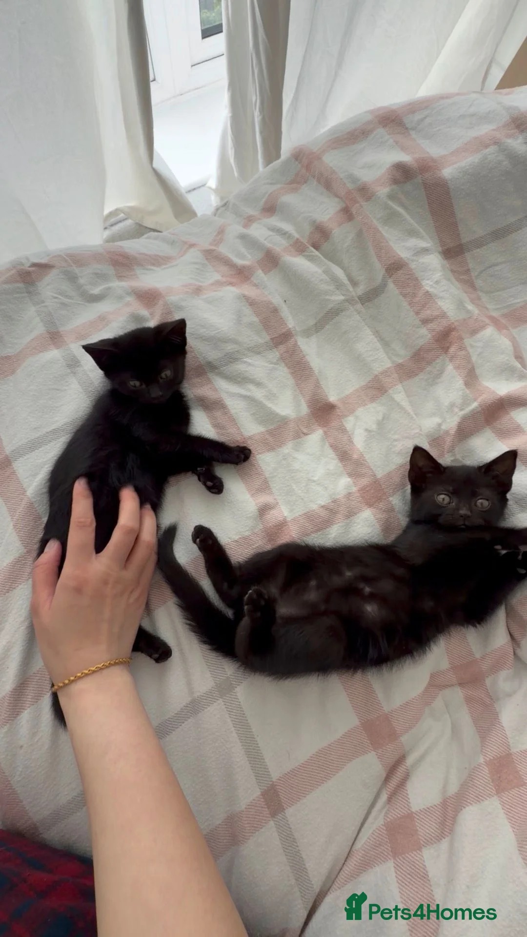 Domestic Shorthair cats for sale: 2 x female domestic black kittens - Advert 4