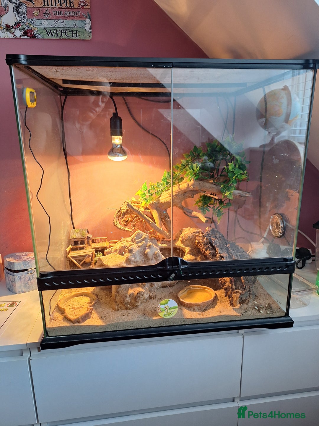 Gecko reptiles for sale: Female leopard gecko - Advert 10