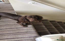 Sprocker dogs for stud: Stud  - Image 1