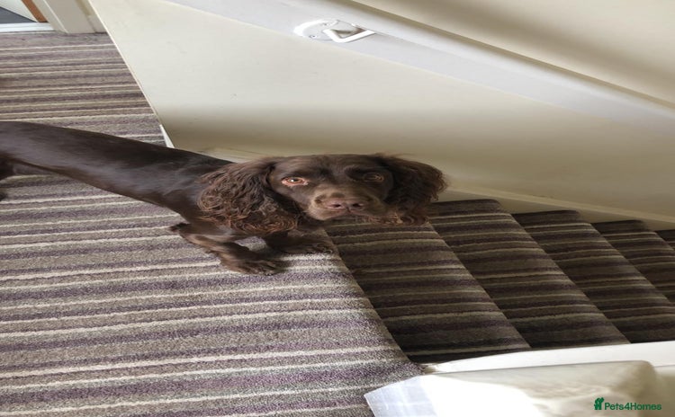Sprocker dogs - Advert 1